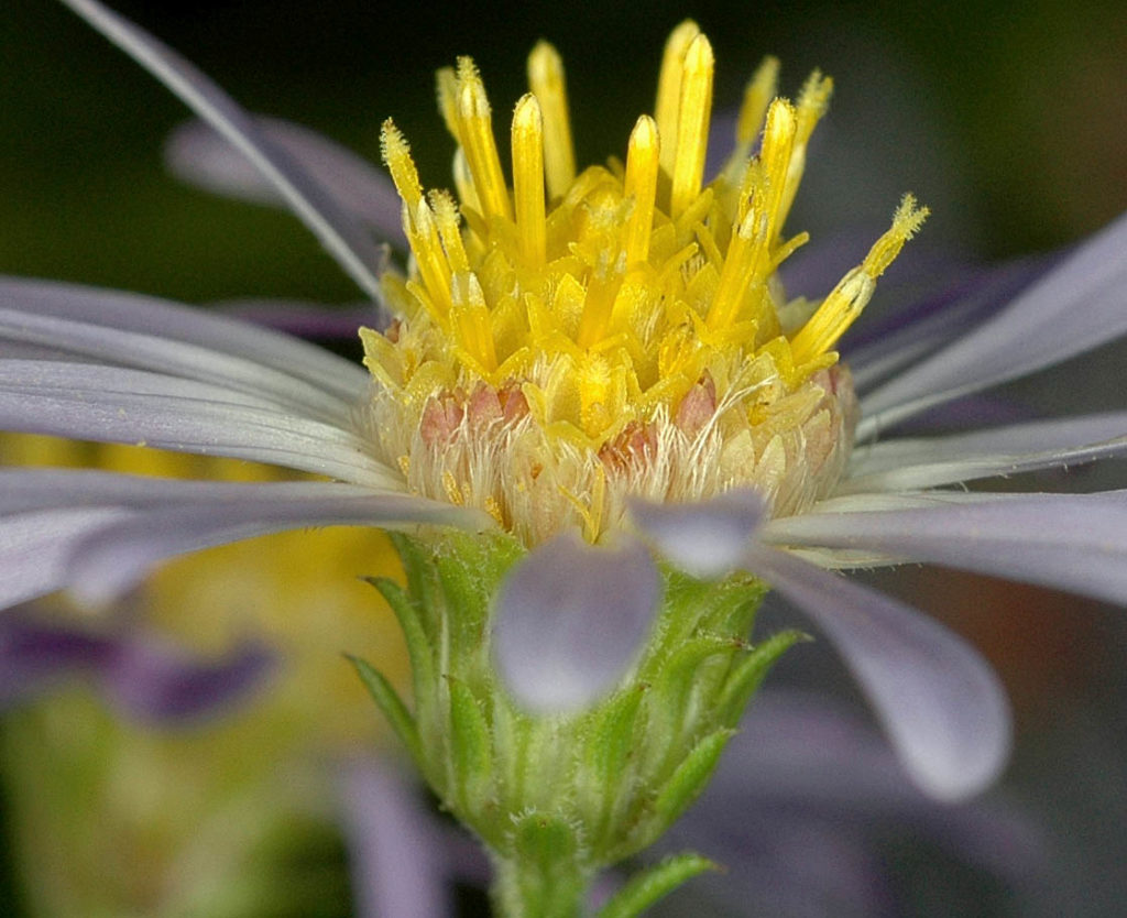 Flora of Eastern Washington Image: Symphyotrichum eatonii side view of center of flower