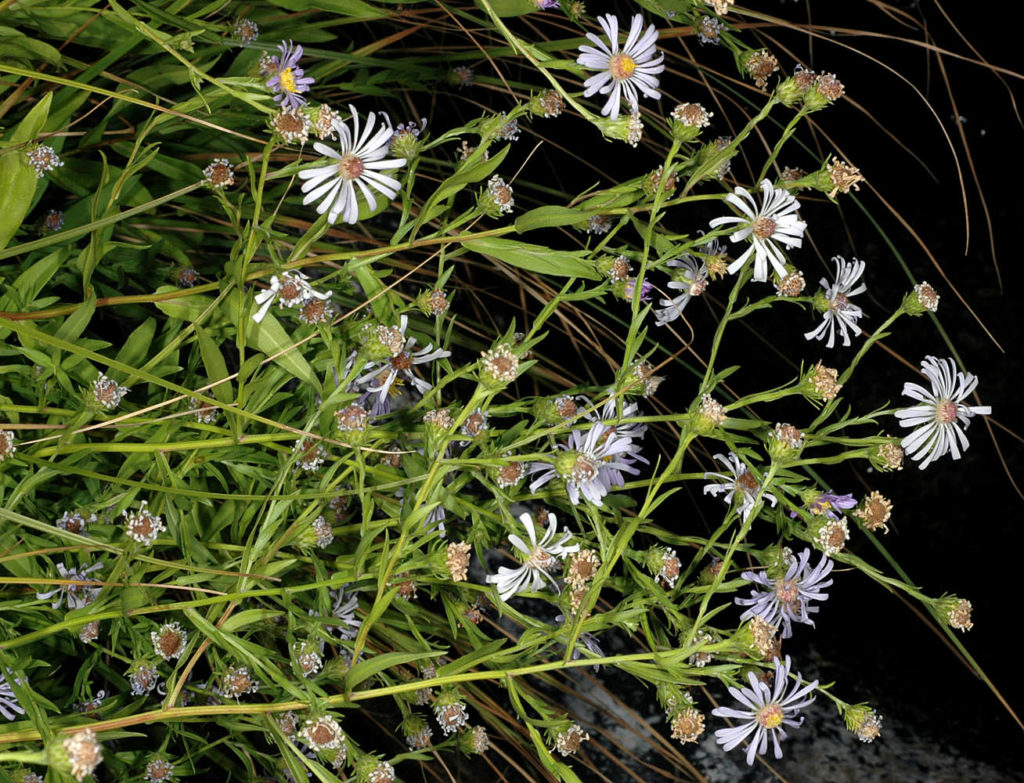 Flora of Eastern Washington Image: Symphyotrichum eatonii in nature full plant