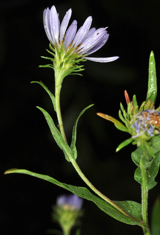Flora of Eastern Washington Image: Symphyotrichum hendersonii underside of one flower