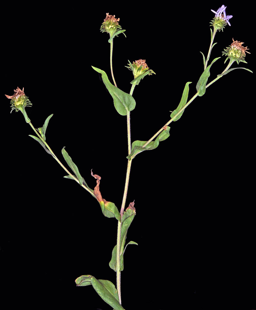 Flora of Eastern Washington Image: Symphyotrichum hendersonii stems and leaves