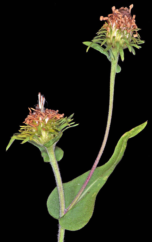 Flora of Eastern Washington Image: Symphyotrichum hendersonii side profile two bulbs