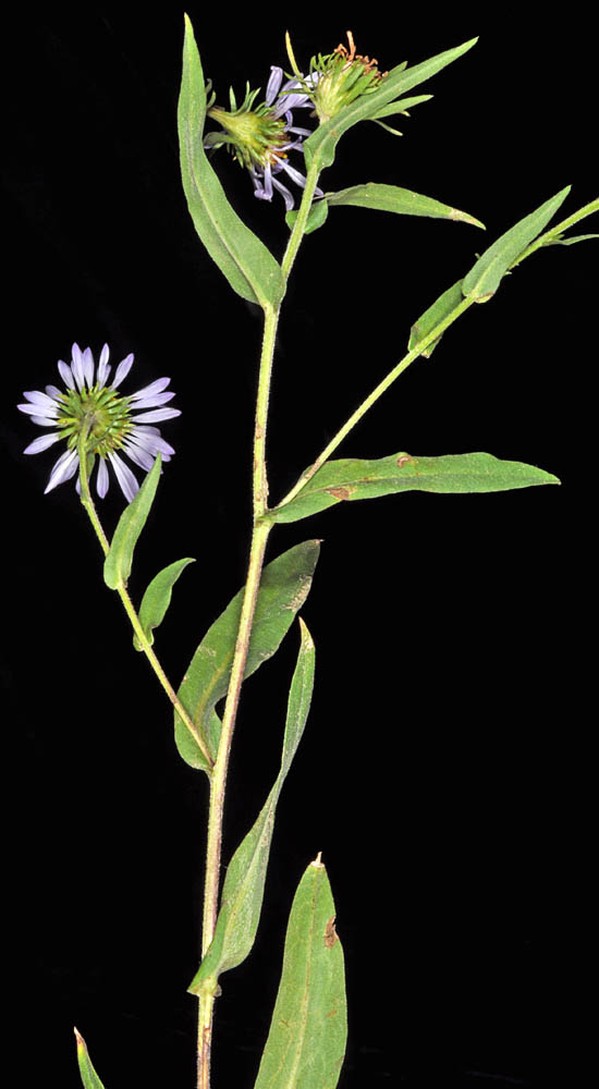 Flora of Eastern Washington Image: Symphyotrichum hendersonii stem leaves and behind of flowerr