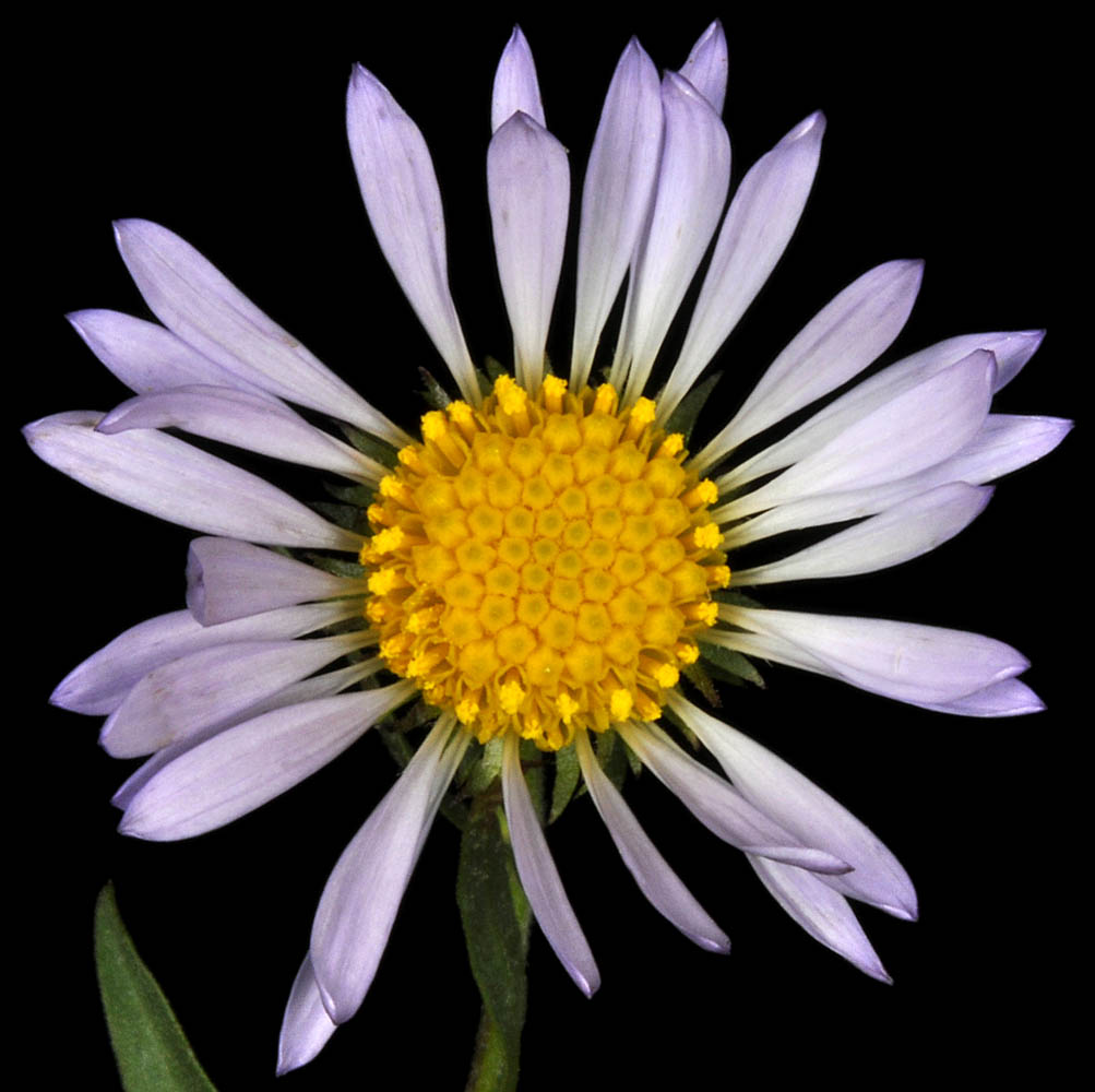 Flora of Eastern Washington Image: Symphyotrichum hendersonii front view of flower and center