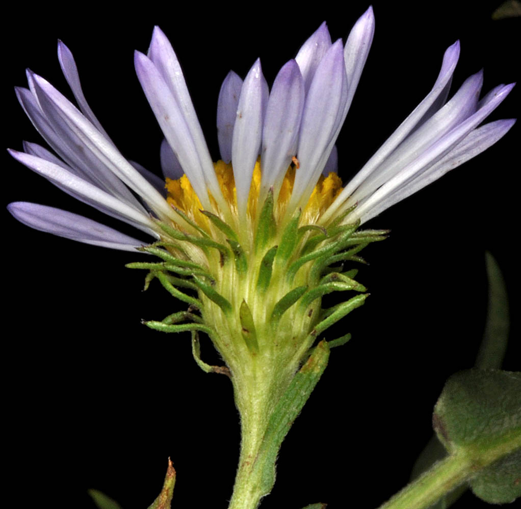 Flora of Eastern Washington Image: Symphyotrichum hendersoniiside profile one bulb