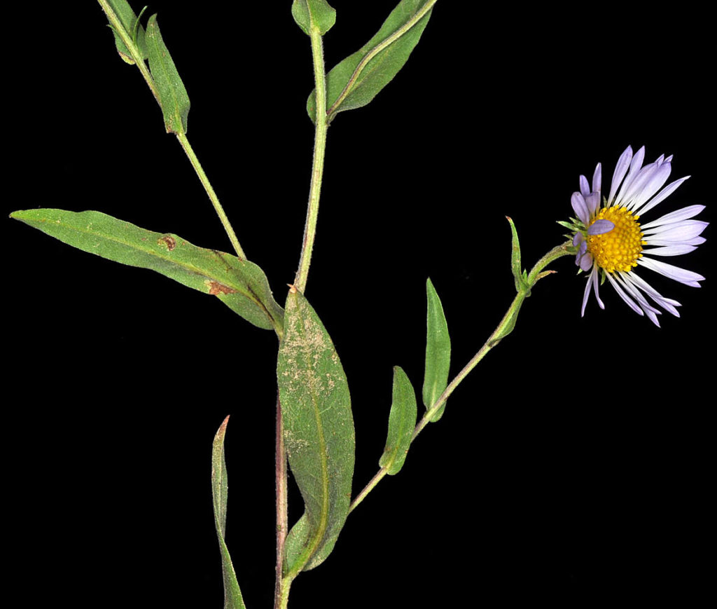 Flora of Eastern Washington Image: Symphyotrichum hendersonii zoom on stems and leaves