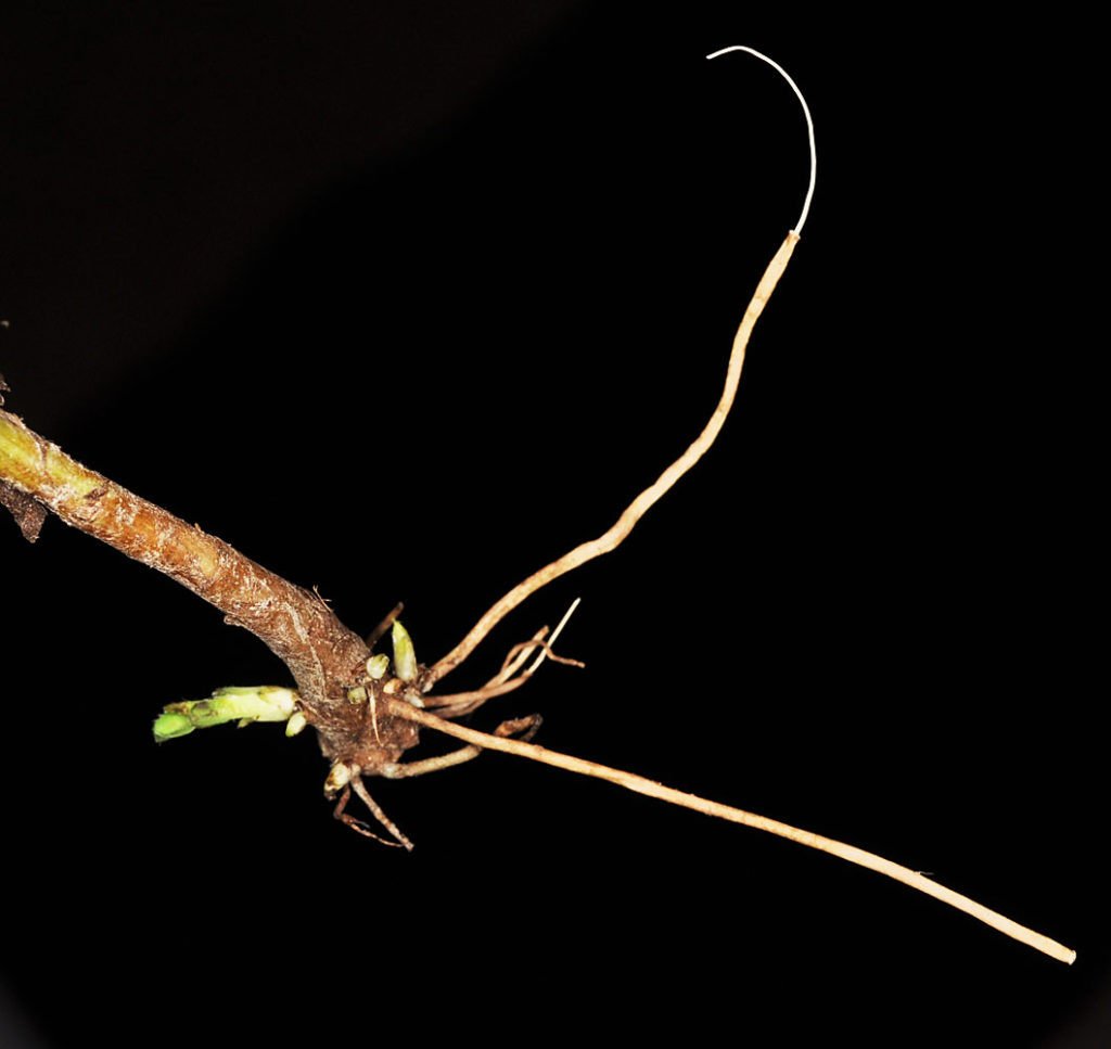 Flora of Eastern Washington Image: Symphyotrichum innom rroot