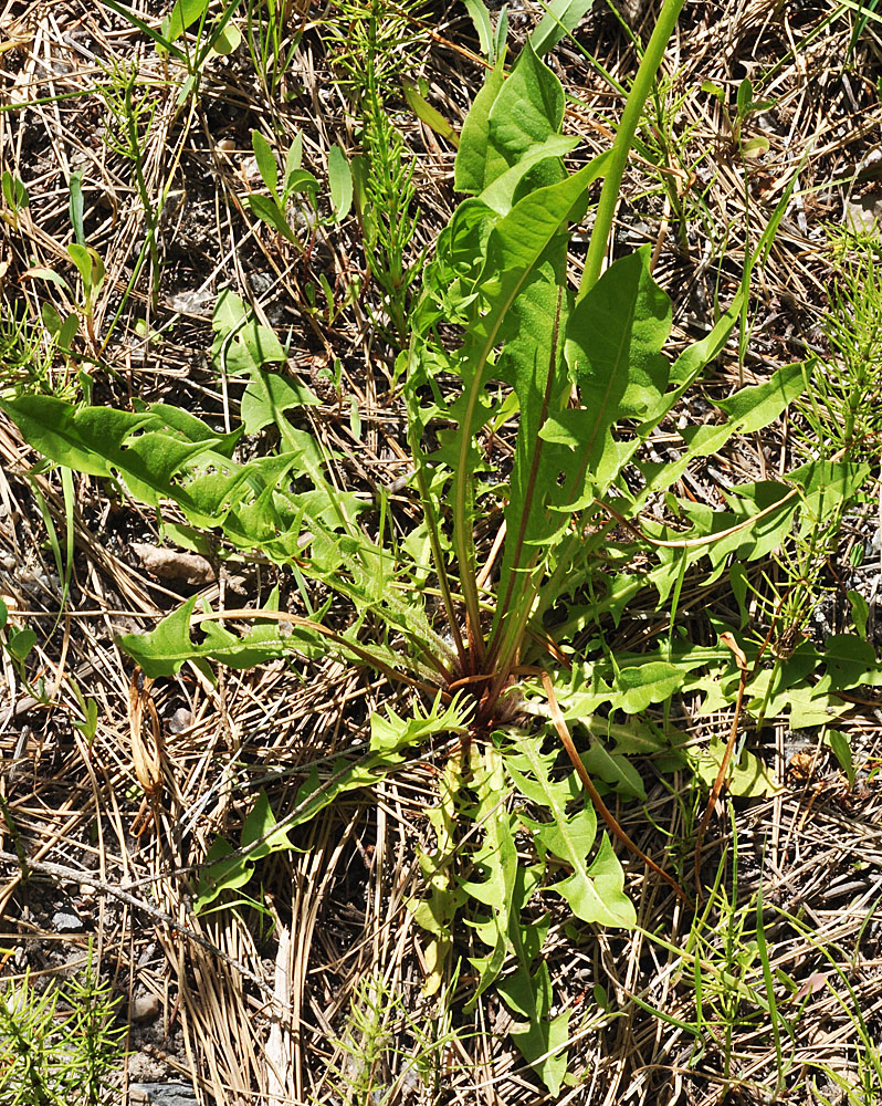 Flora of Eastern Washington Image: Taraxacum officinale full plant in nature