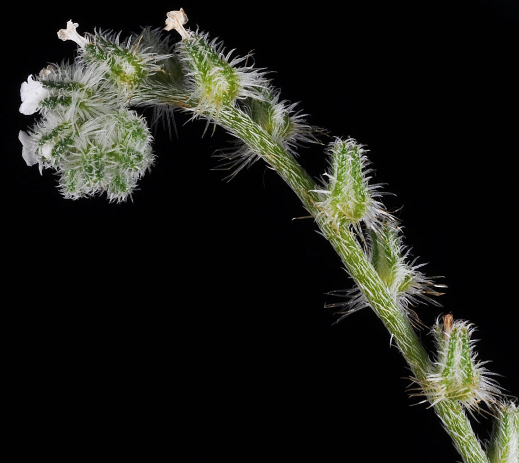 Flora of Eastern Washington Image: Cryptantha rostellata 7
