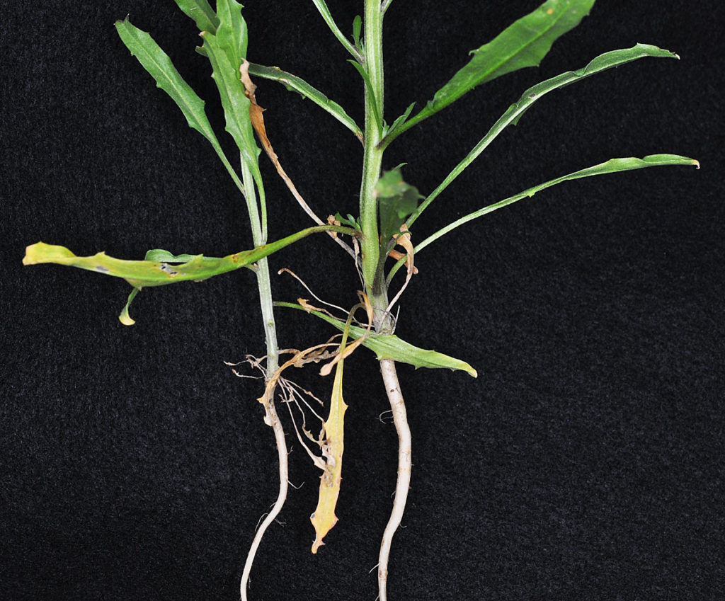 Flora of Eastern Washington Image: Erysimum repandum 12