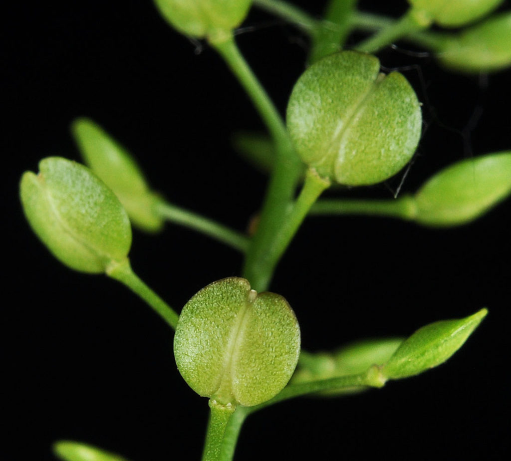 Flora of Eastern Washington Image: Lepidium virginicum 14
