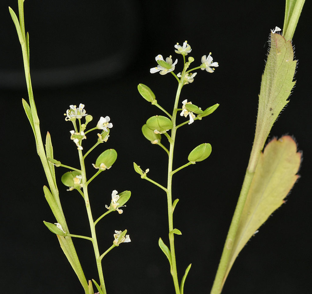 Flora of Eastern Washington Image: Lepidium virginicum 18
