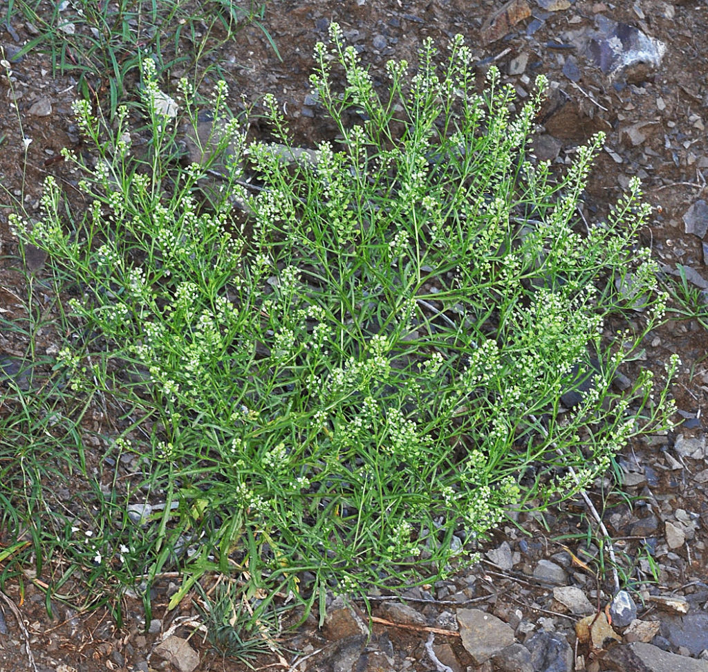Flora of Eastern Washington Image: Lepidium virginicum 10