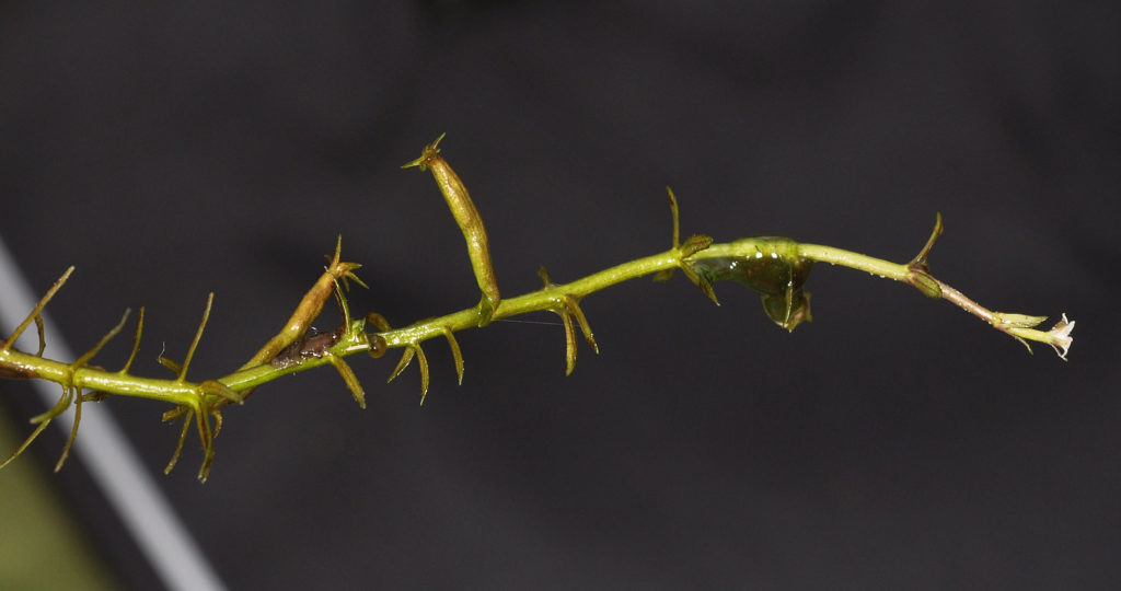 Flora of Eastern Washington Image: Howellia aquatilis 4