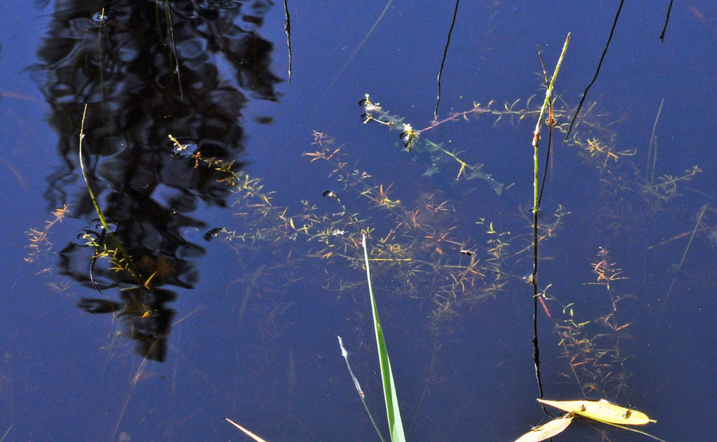 Flora of Eastern Washington Image: Howellia aquatilis 2
