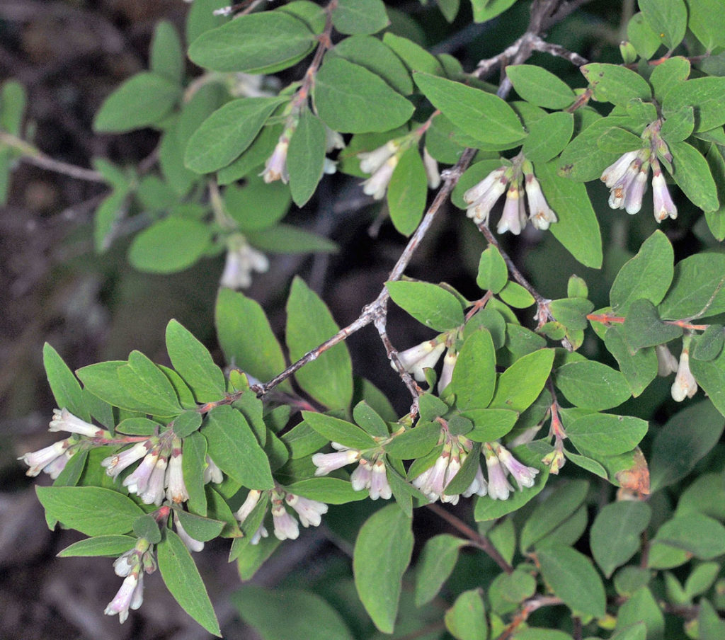 Flora of Eastern Washington Image: Symphoricarpos oreophilus stem and leaves and flowers in nature