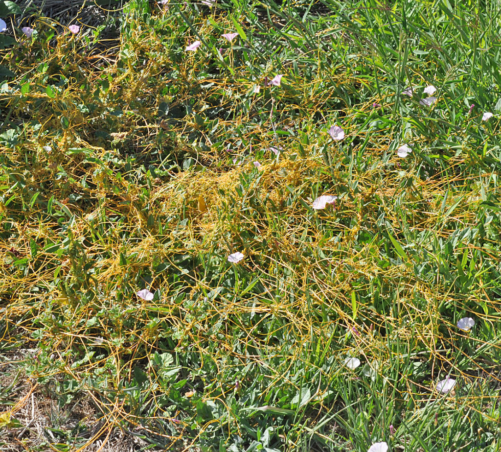 Flora of Eastern Washington Image: Cuscuta pentagona 7
