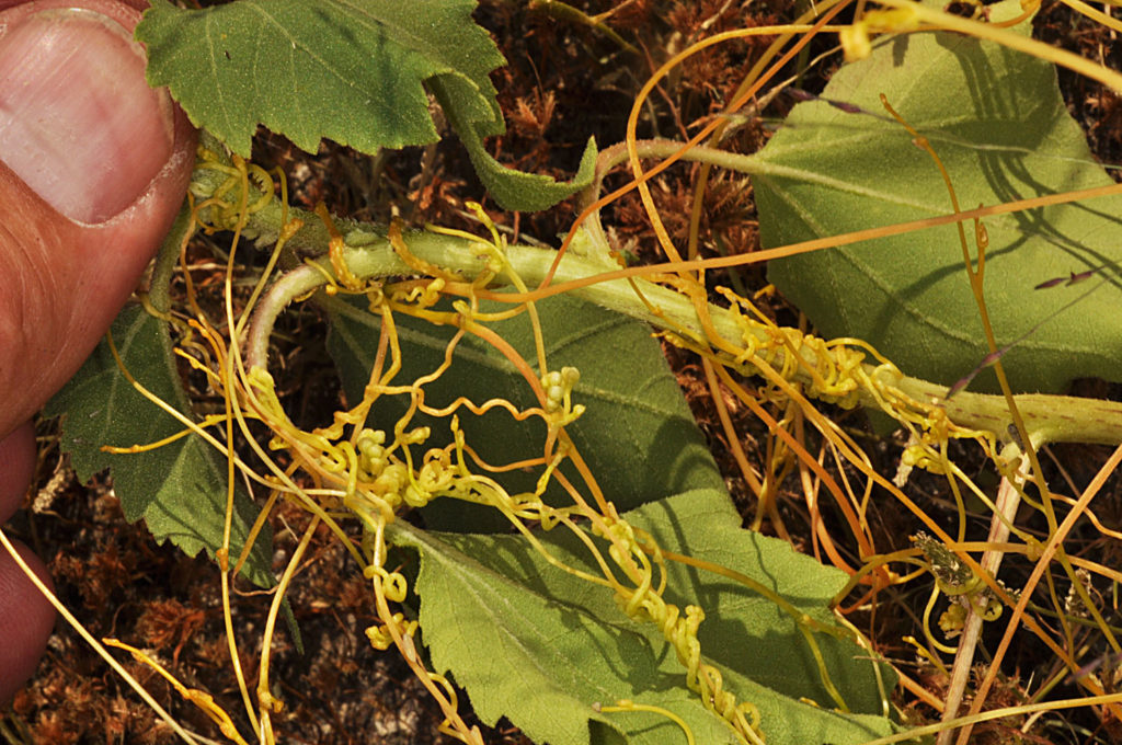 Flora of Eastern Washington Image: Cuscuta pentagona