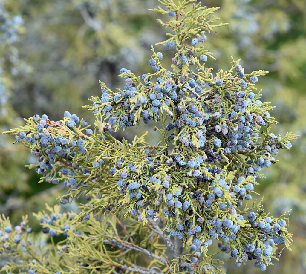 Flora of Eastern Washington Image: Callitriche palustris 15