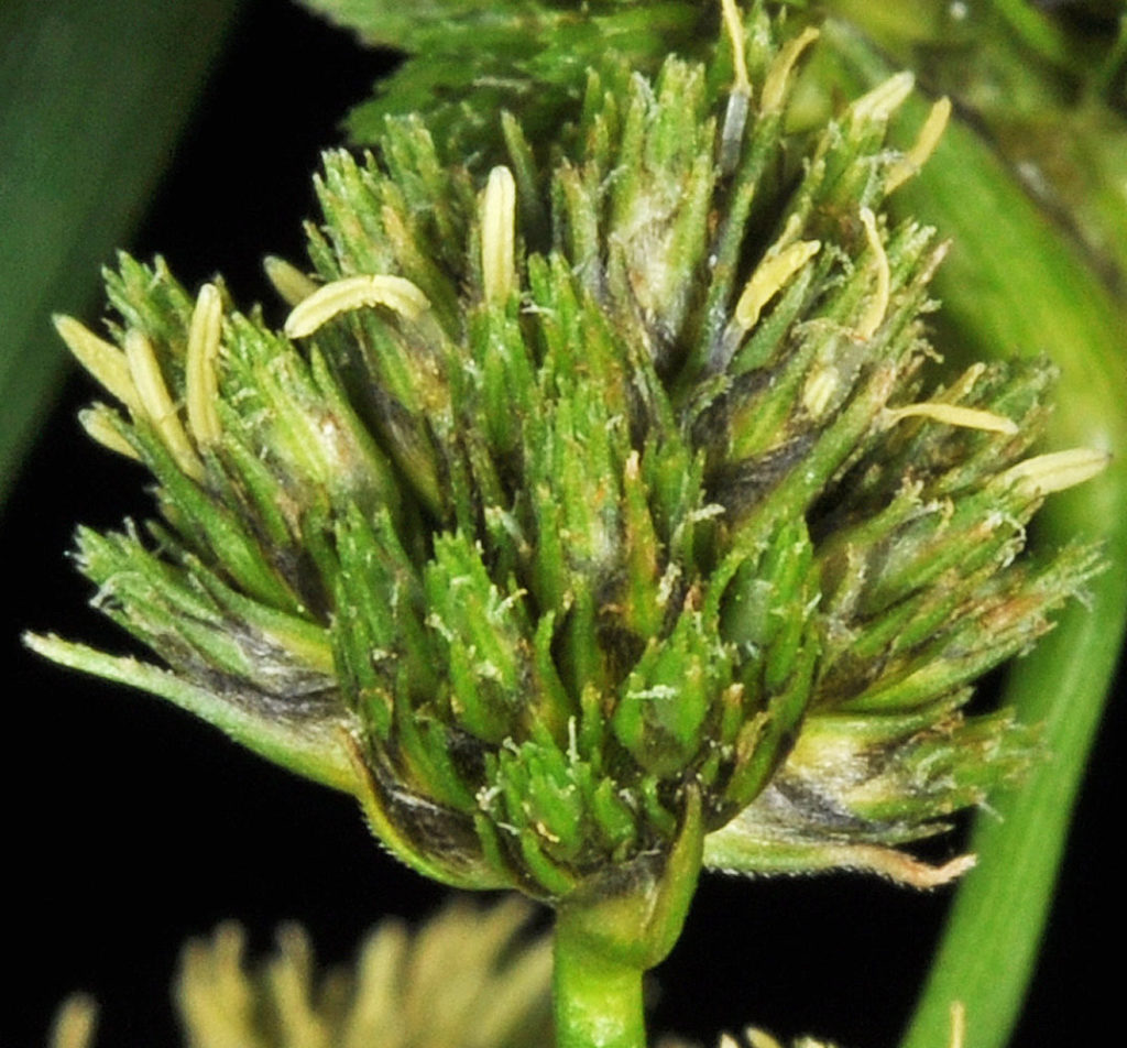 Flora of Eastern Washington Image: Scirpus pallidus 7