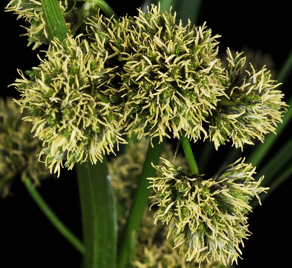 Flora of Eastern Washington Image: Scirpus pallidus 6