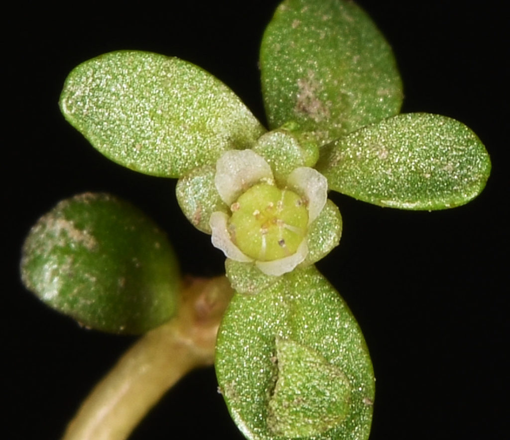 Flora of Eastern Washington Image: Elatine californica 21