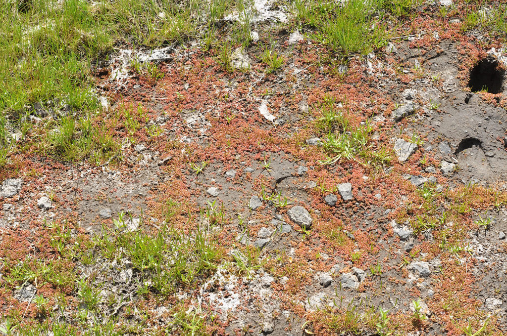 Flora of Eastern Washington Image: Elatine californica 7