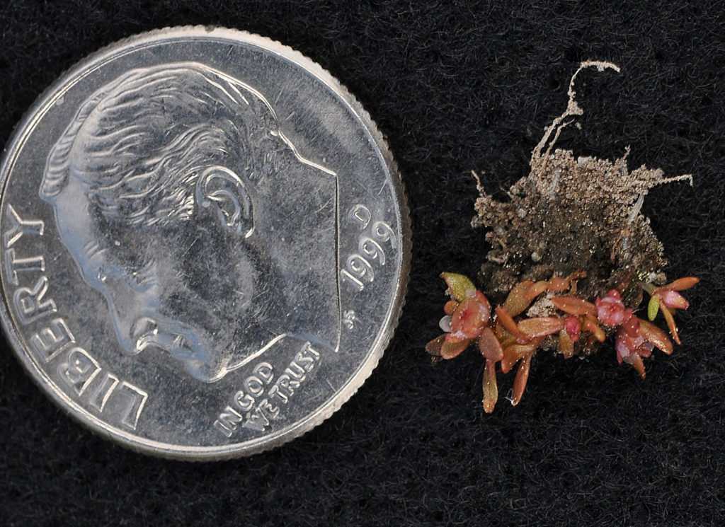 Flora of Eastern Washington Image: Elatine californica 5