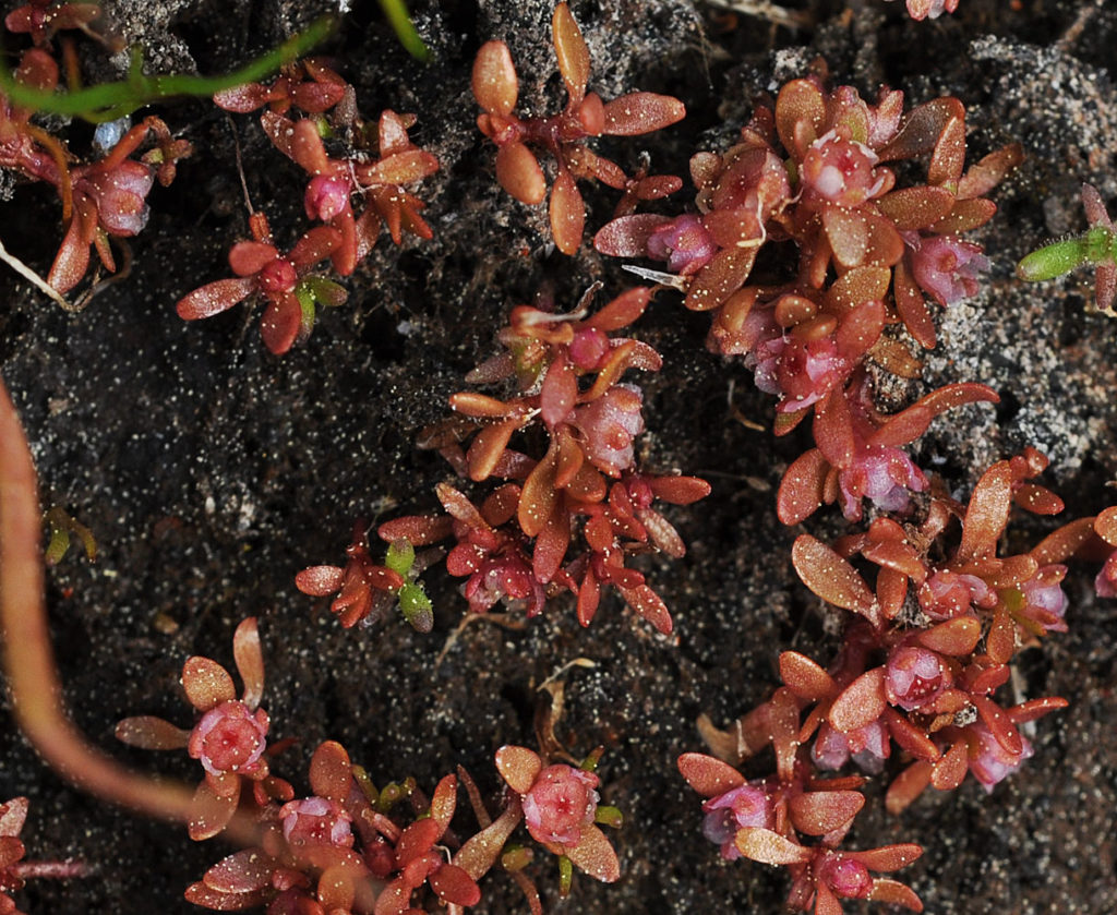 Flora of Eastern Washington Image: Elatine californica 4