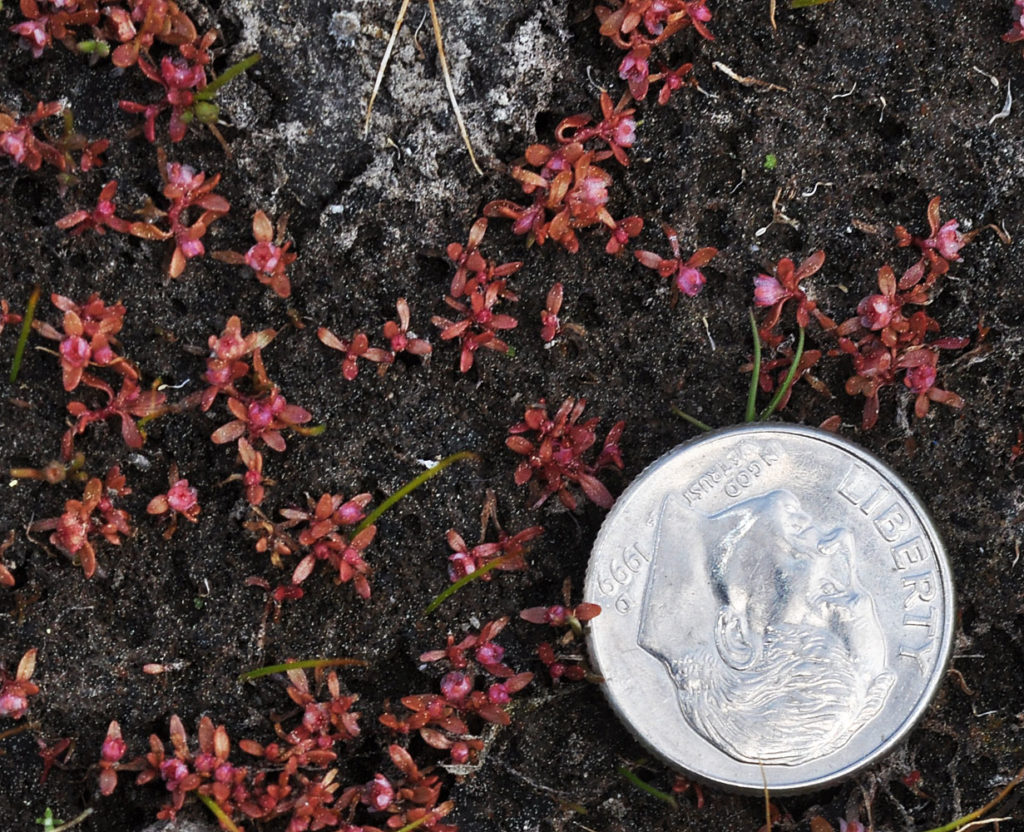 Flora of Eastern Washington Image: Elatine californica 2