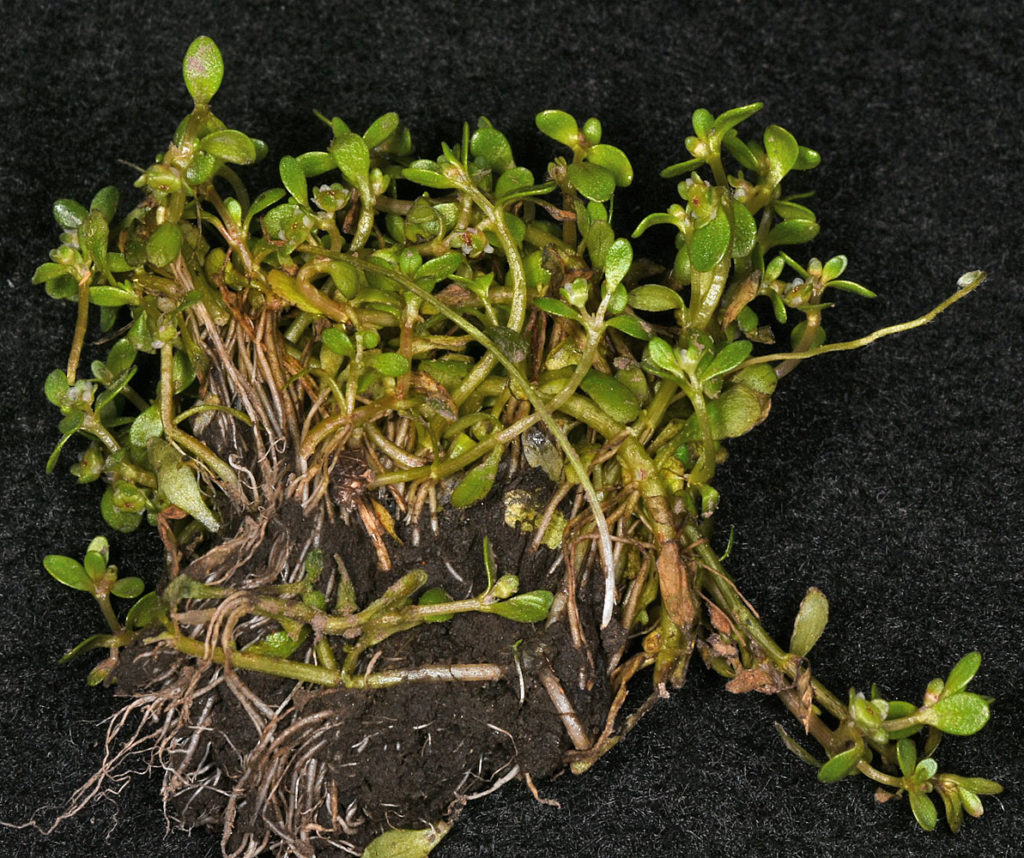 Flora of Eastern Washington Image: Elatine californica 17