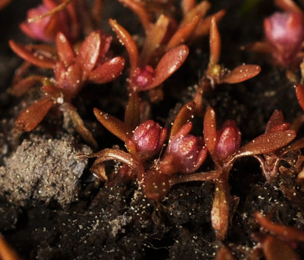 Flora of Eastern Washington Image: Elatine californica