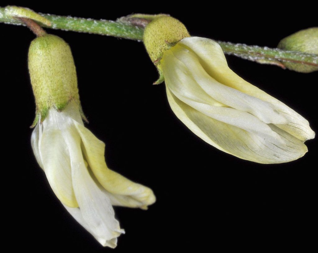 Flora of Eastern Washington Image: Astragalus filipes 7