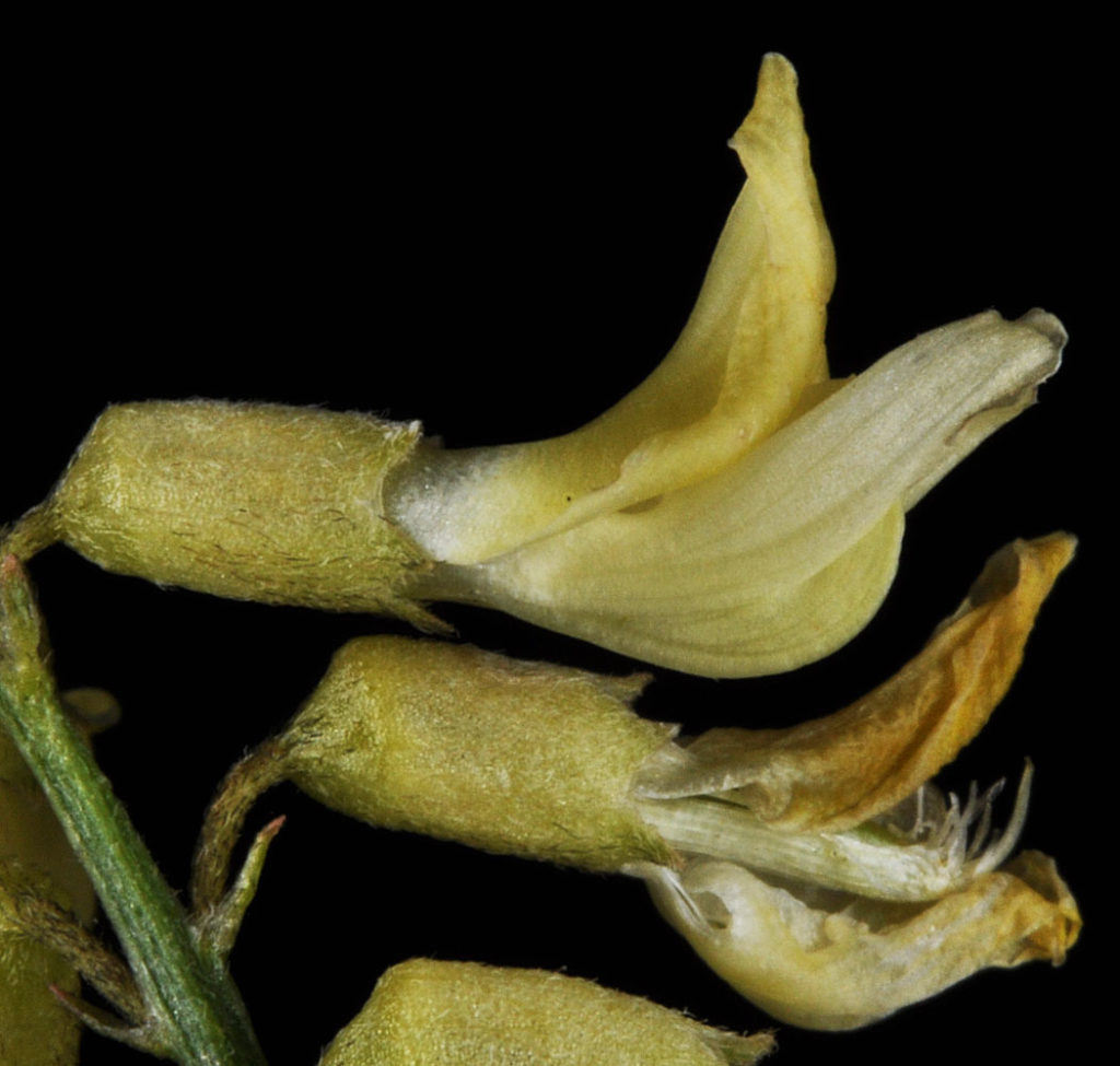 Flora of Eastern Washington Image: Astragalus filipes 16