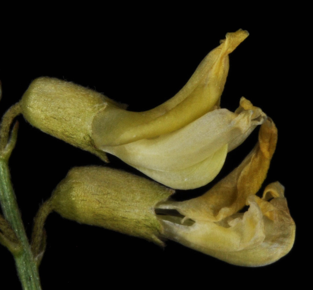 Flora of Eastern Washington Image: Astragalus filipes 15