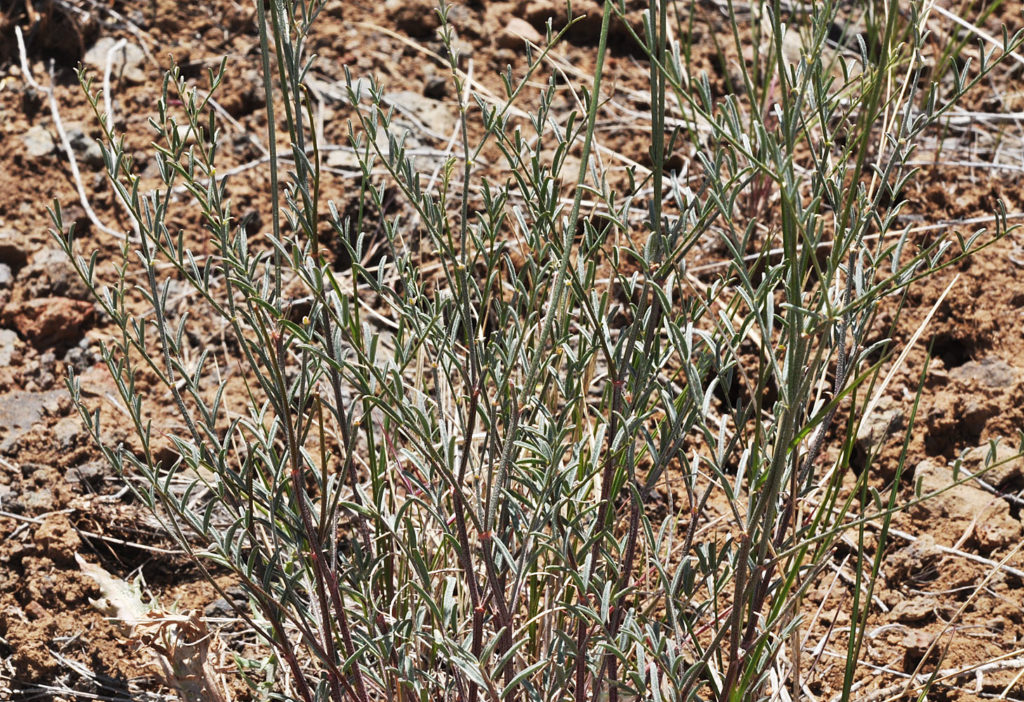 Flora of Eastern Washington Image: Astragalus filipes 11