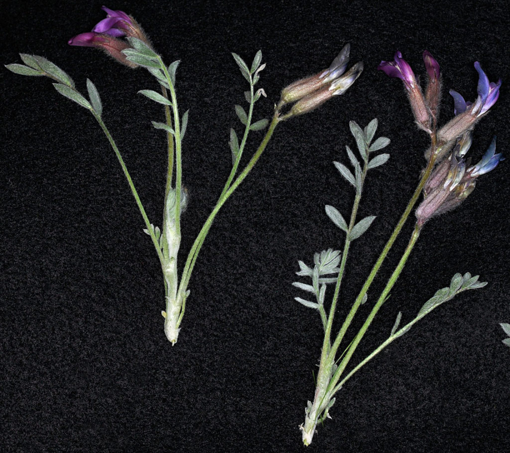 Flora of Eastern Washington Image: Astragalus purshii 6