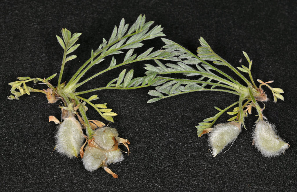 Flora of Eastern Washington Image: Astragalus purshii 13