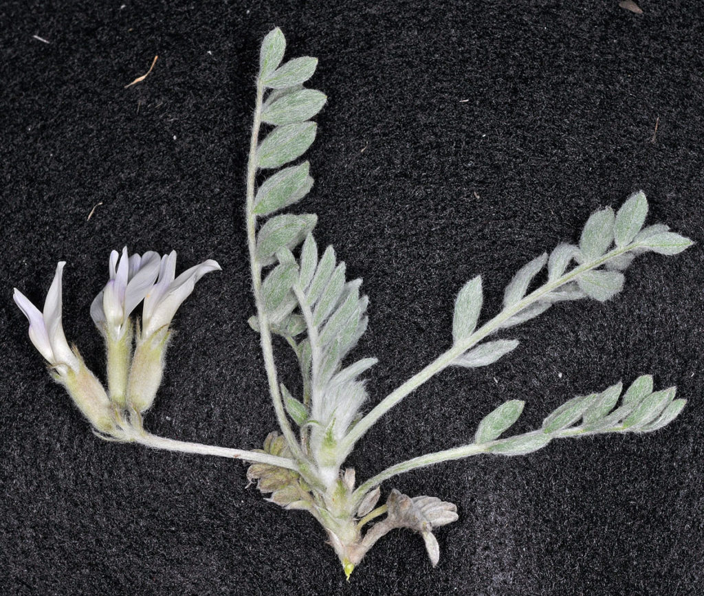 Flora of Eastern Washington Image: Astragalus purshii