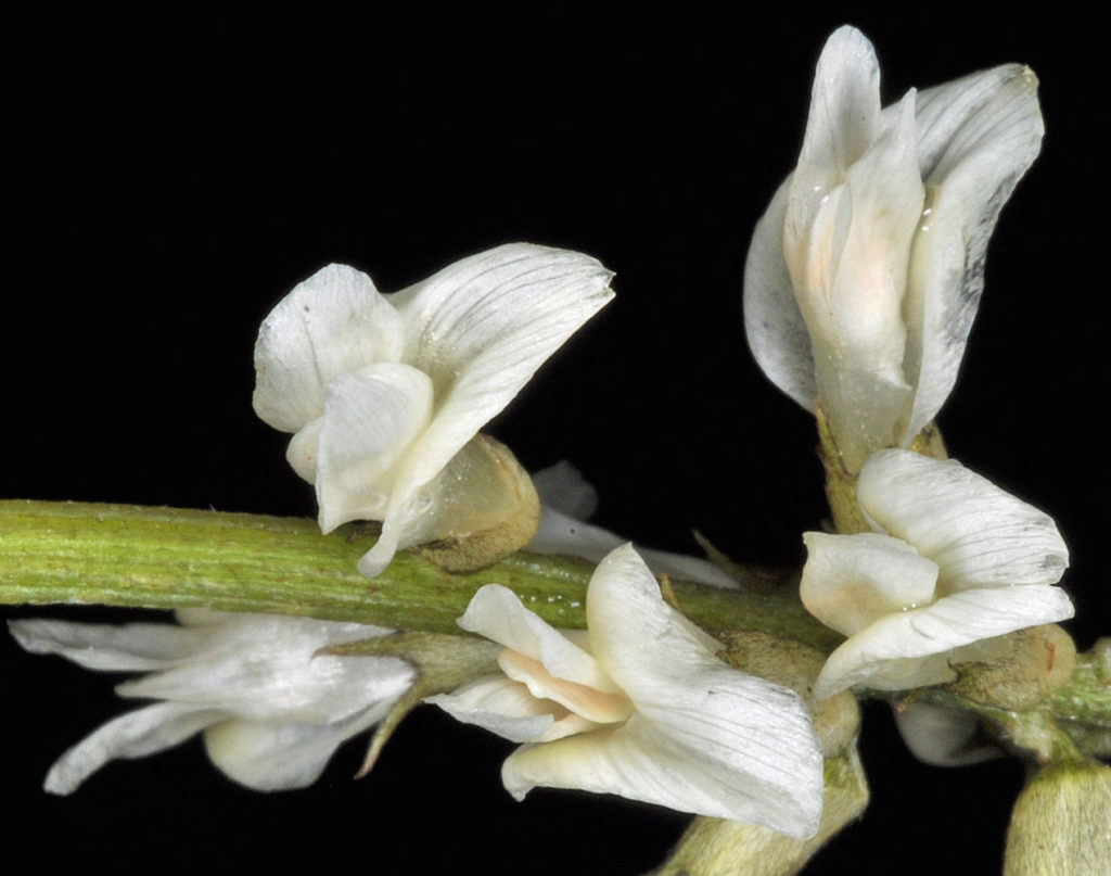 Flora of Eastern Washington Image: Astragalus sheldonii 5