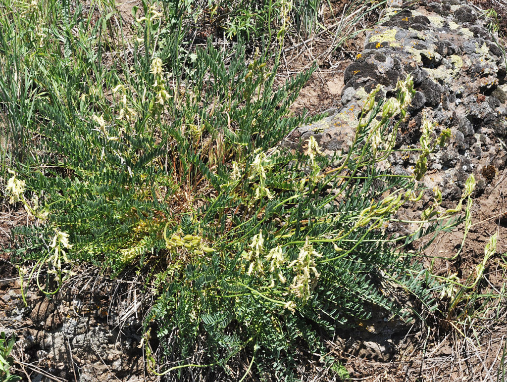 Flora of Eastern Washington Image: Astragalus sheldonii 7