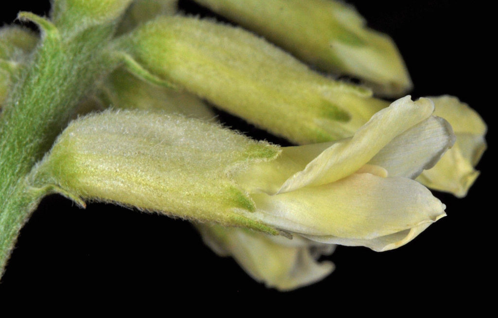 Flora of Eastern Washington Image: Astragalus tweedyi 7