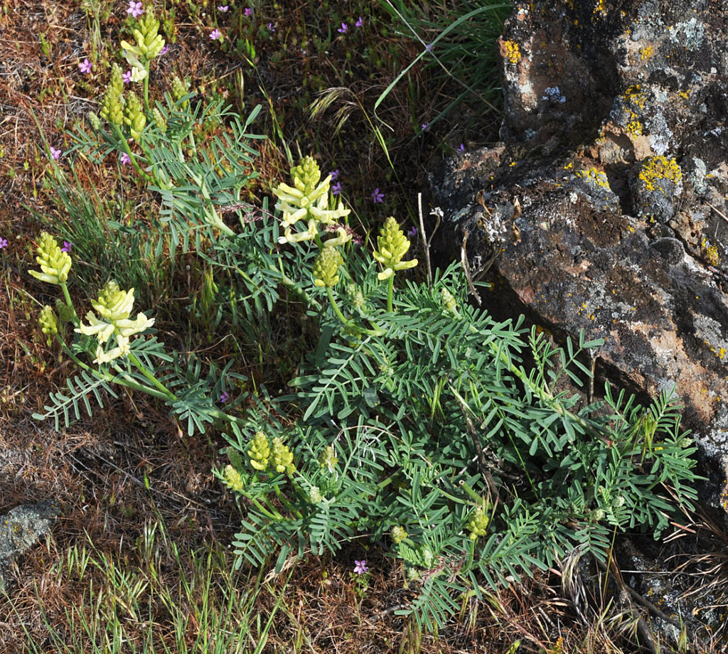 Flora of Eastern Washington Image: Astragalus tweedyi 2