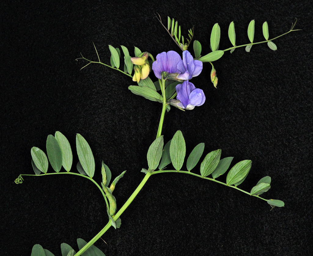 Flora of Eastern Washington Image: Lathyrus pauciflorus 20