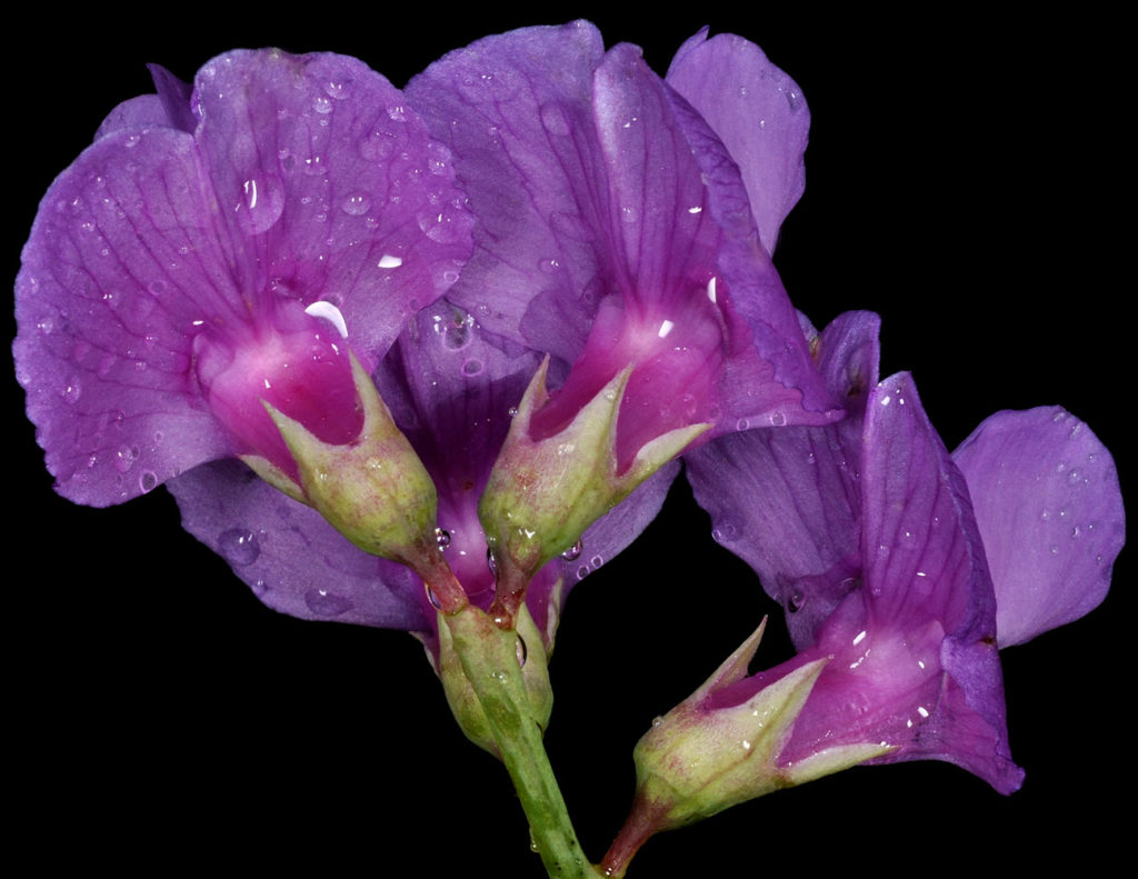 Flora of Eastern Washington Image: Lathyrus pauciflorus 8