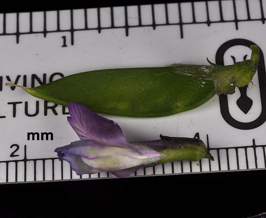 Flora of Eastern Washington Image: Lathyrus pauciflorus 17