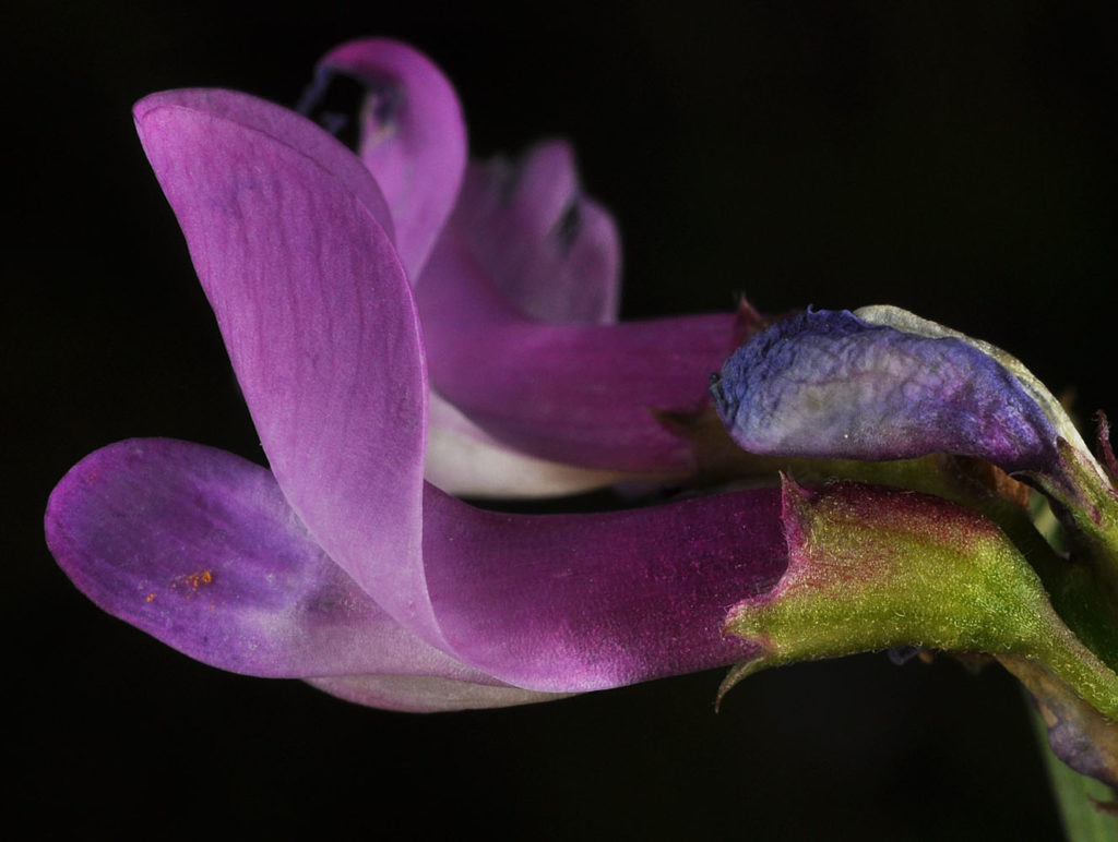 Flora of Eastern Washington Image: Lathyrus pauciflorus 14