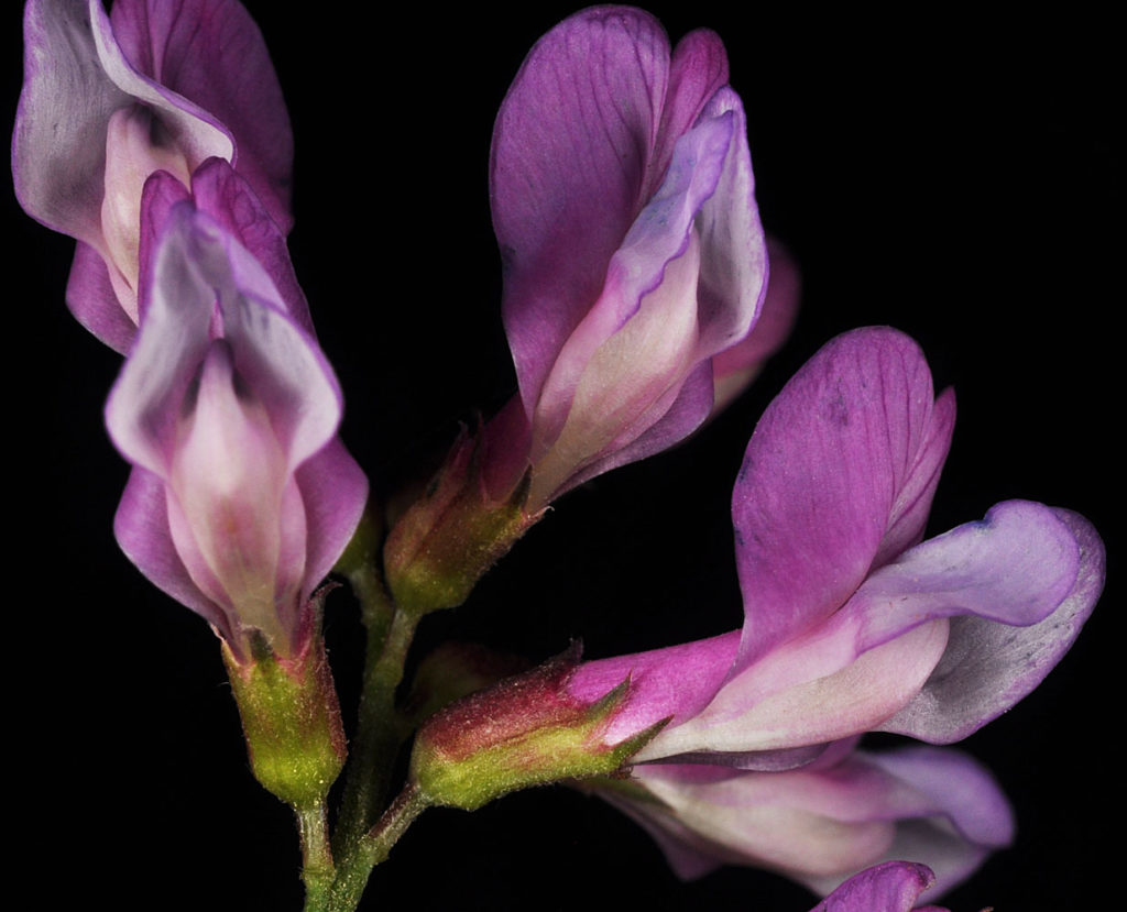 Flora of Eastern Washington Image: Lathyrus pauciflorus 13