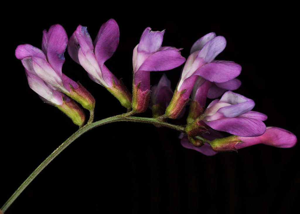 Flora of Eastern Washington Image: Lathyrus pauciflorus 12