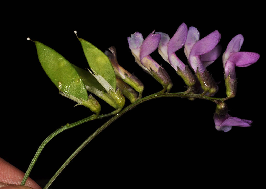 Flora of Eastern Washington Image: Lathyrus pauciflorus 11