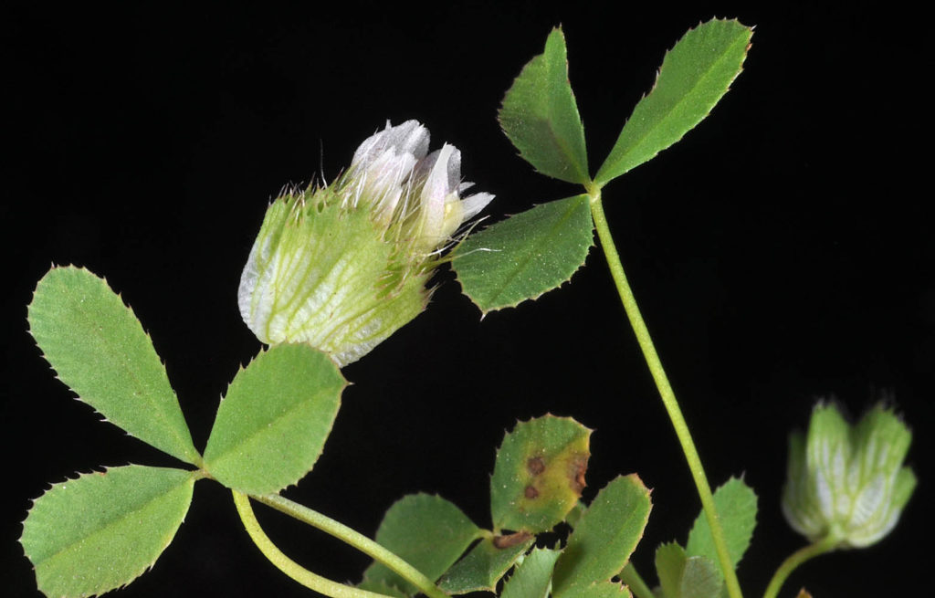Flora of Eastern Washington Image: Trifollium cyathiferum leaves and bulb in lab